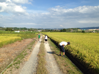 田んぼ あぜ道をお散歩しよう ヒューマンヘリテージ 旅の軌跡